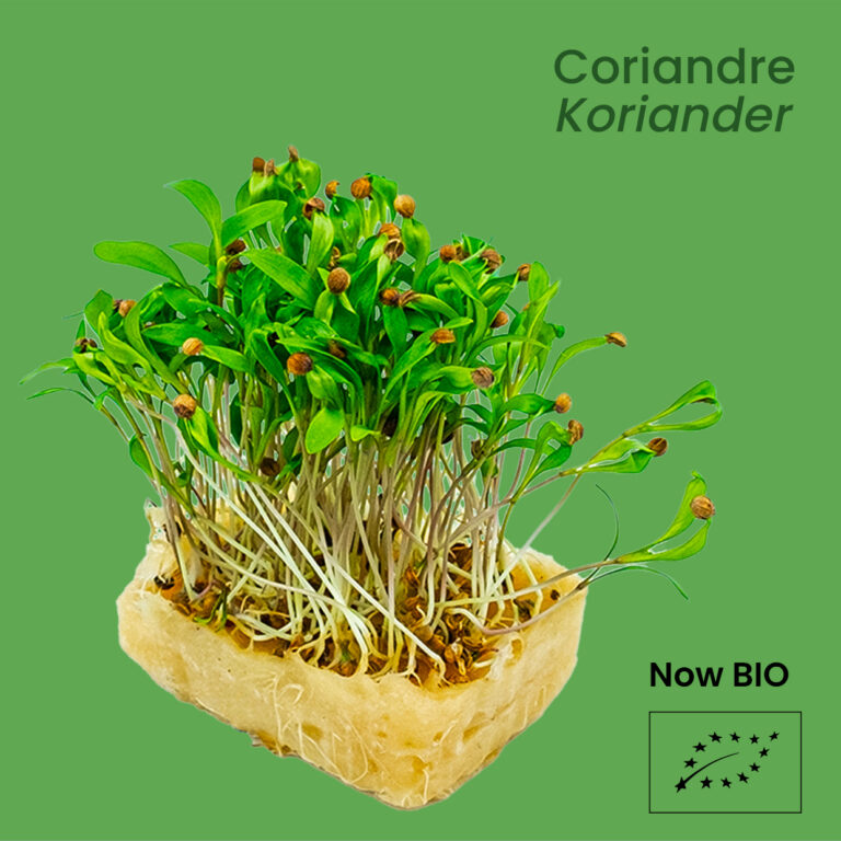 Coriandre - Koriander