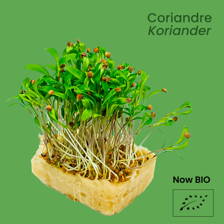 Coriander - Koriander