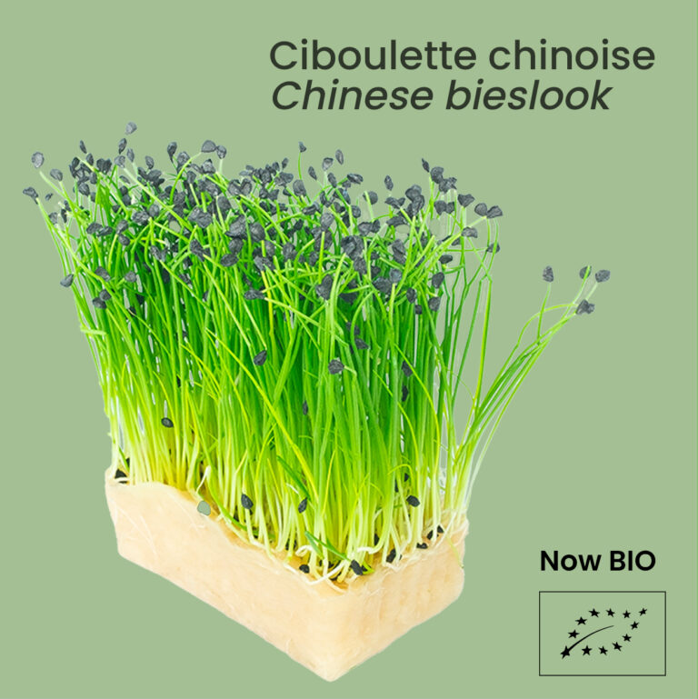 Ciboulette chinoise - Chinese bieslook