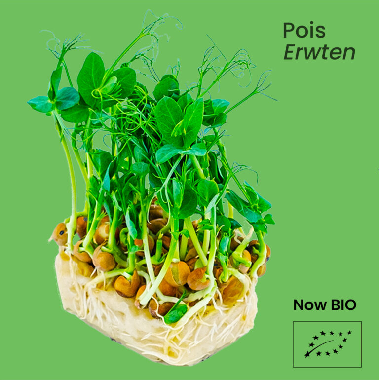 Pois - Erwten