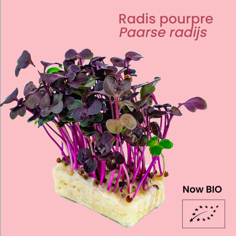 Radis pourpre - Paarse radijs