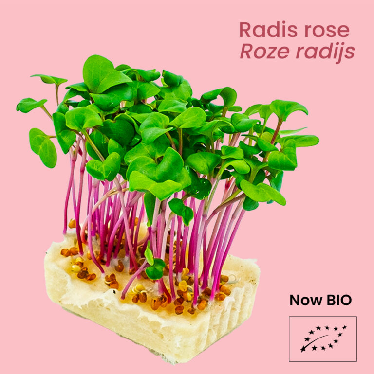 Pink radish - Roze radijs