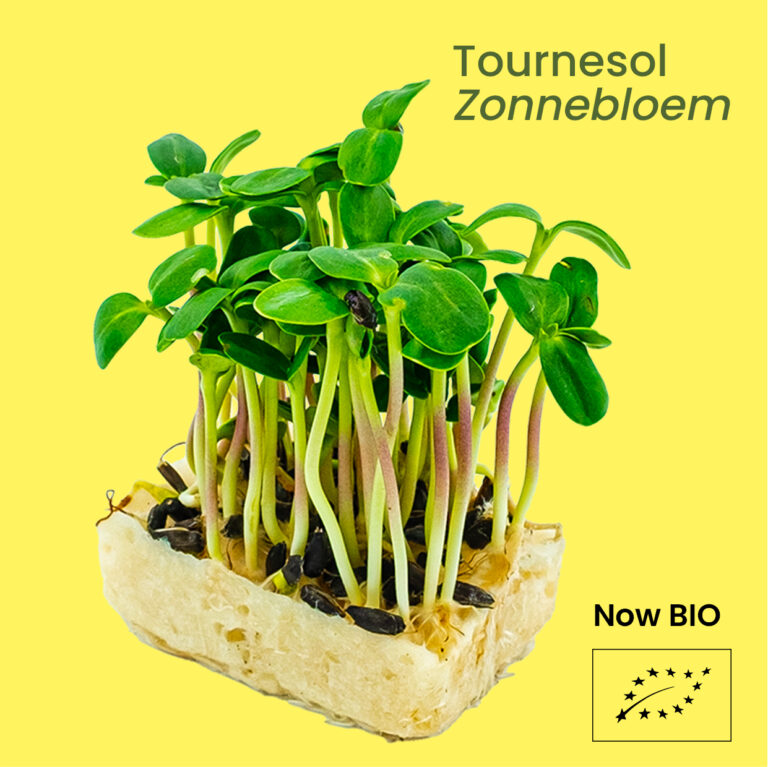 Tournesol - Zonnebloem