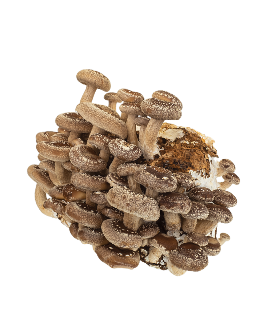 Substrat Optimal - Pellets pour la culture de champignons lignicoles